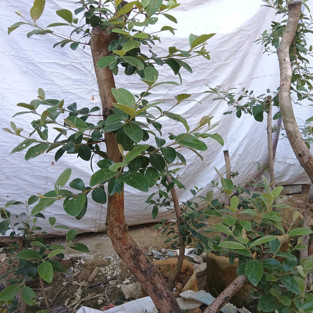 自由农民刘大哥