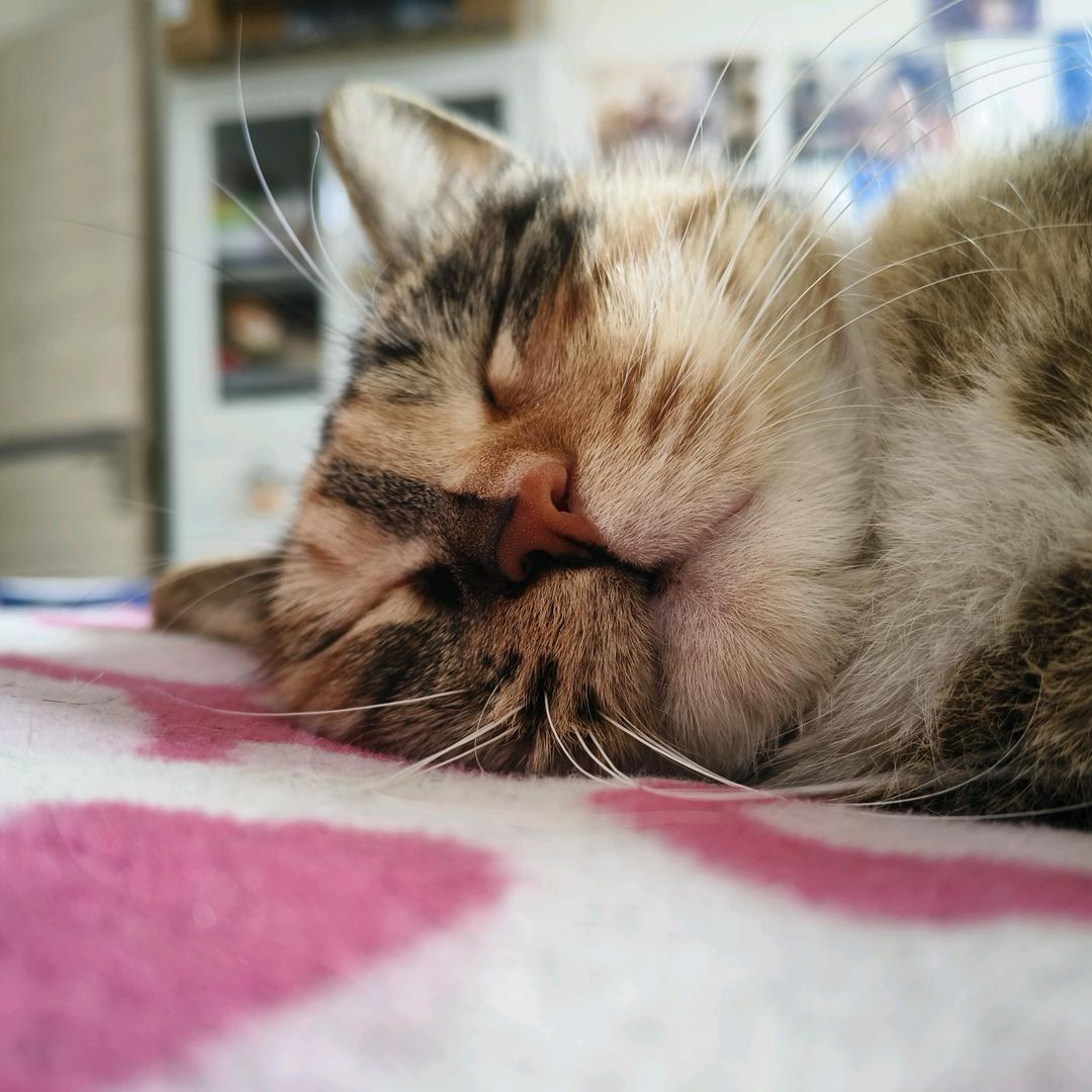 罐装面包虫
