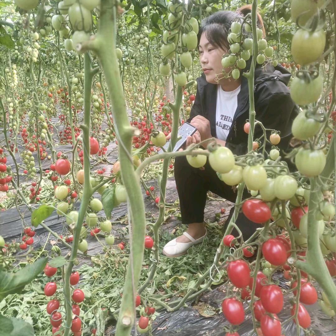 丽杰农业张老师