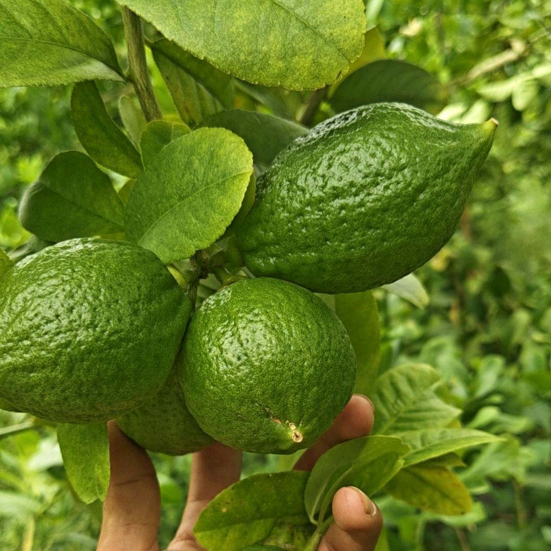 广东香水柠檬(江门山地果)