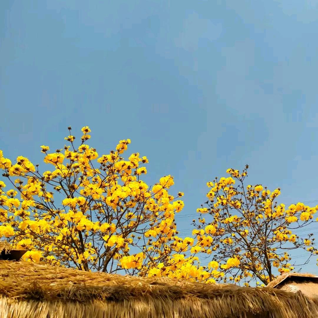 HL