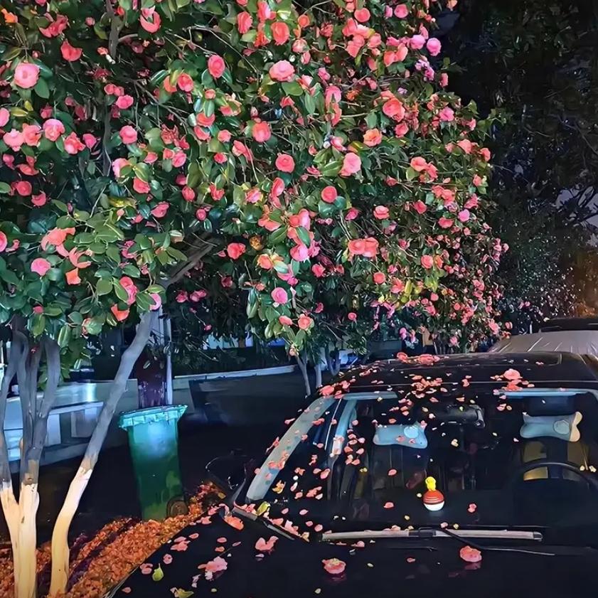 山东木之星岩板餐桌