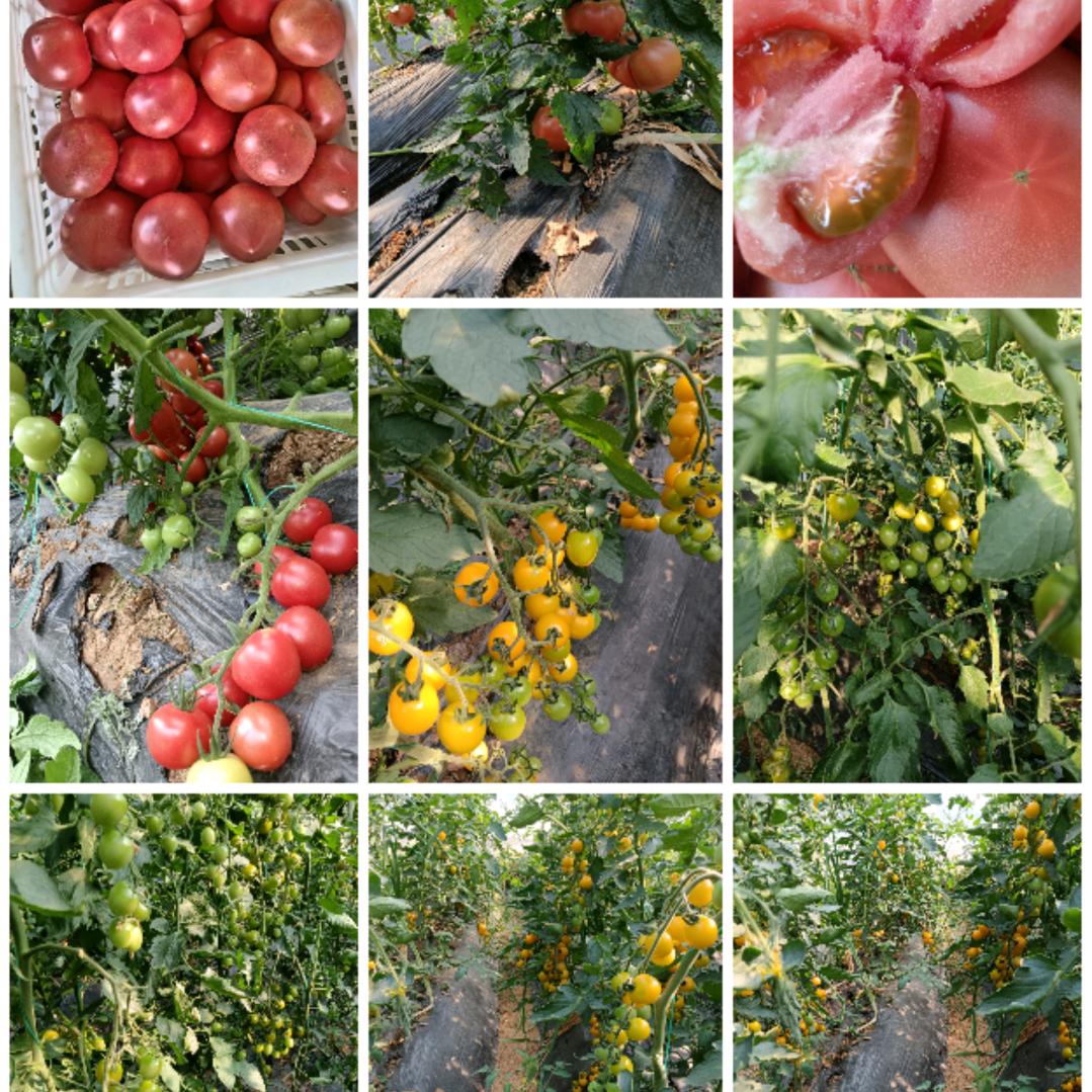 兴旺村草莓，柿子，采摘园🍓🍓
