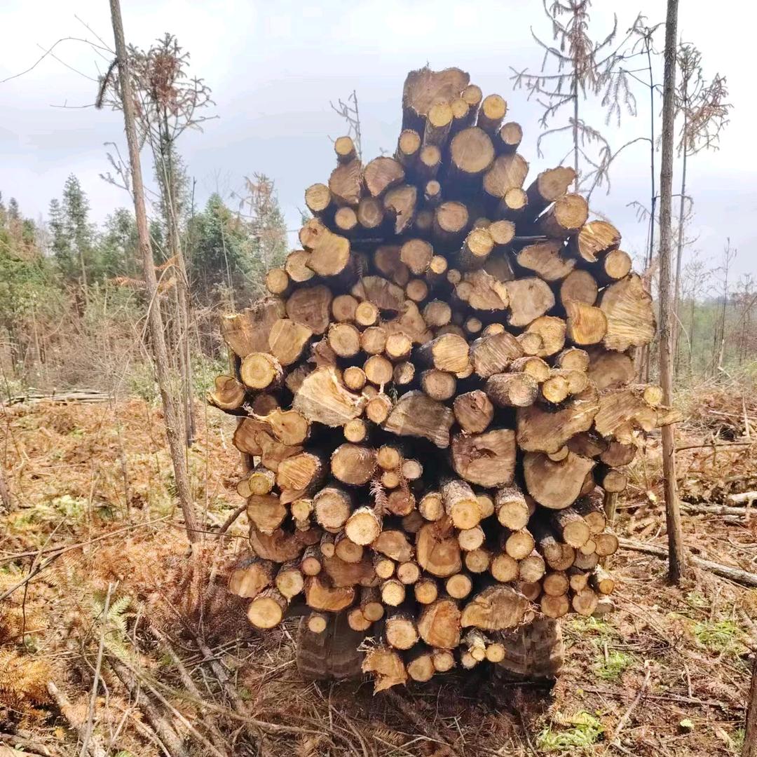 贵州小李爬山虎山地运输