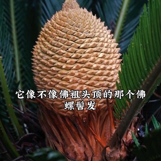静，精，境，