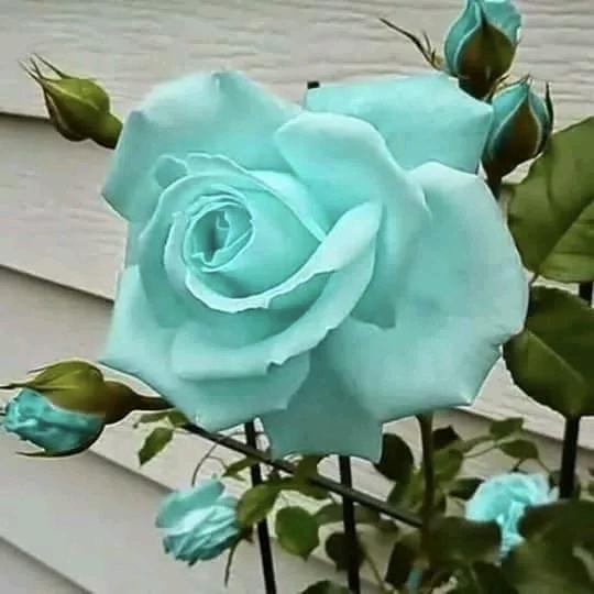 菲菲