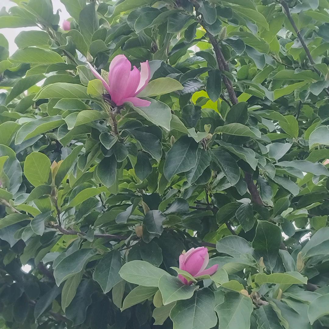 火龙果