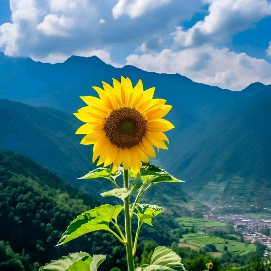叶洛璃
