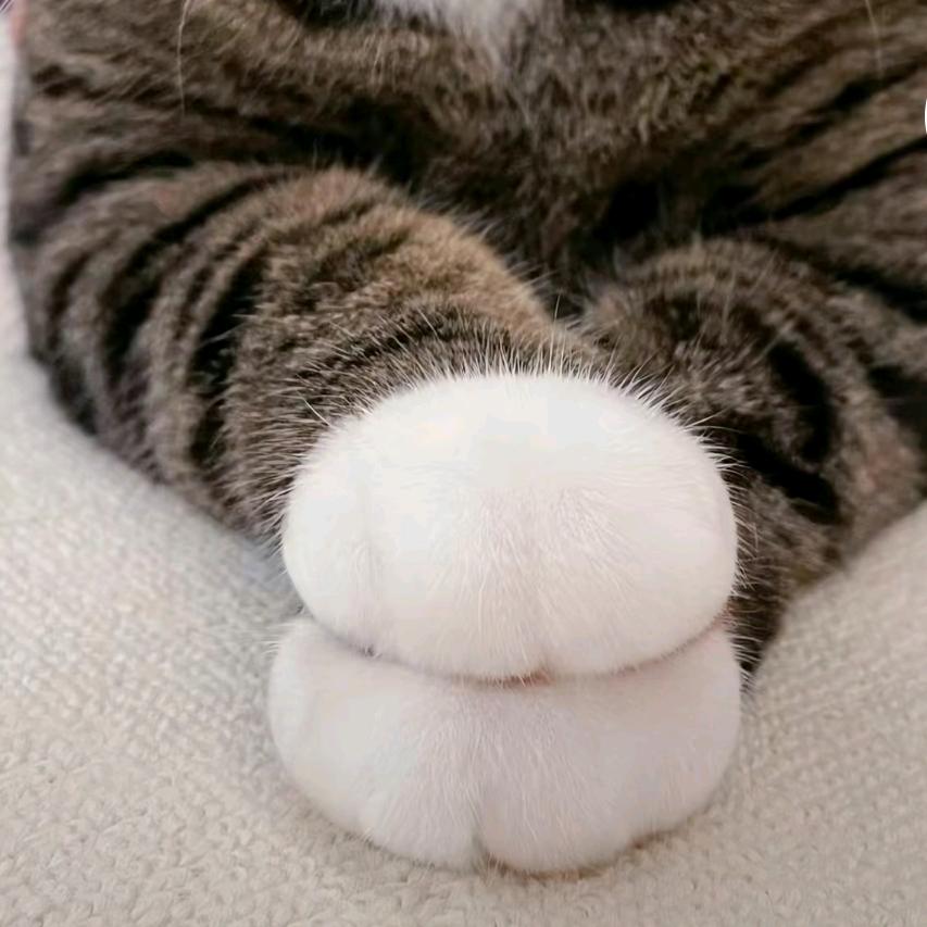 🐾  🐾