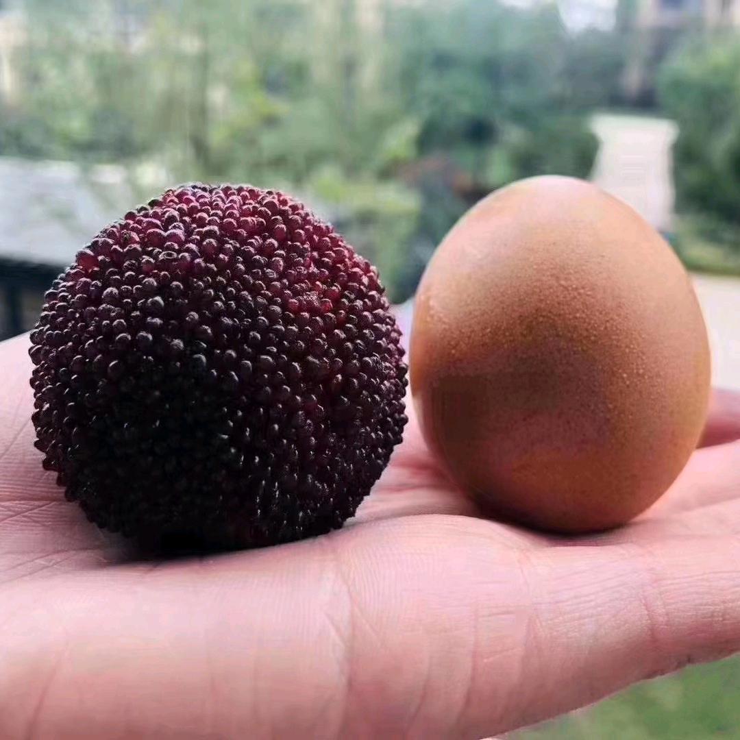 仙居东魁杨梅😄