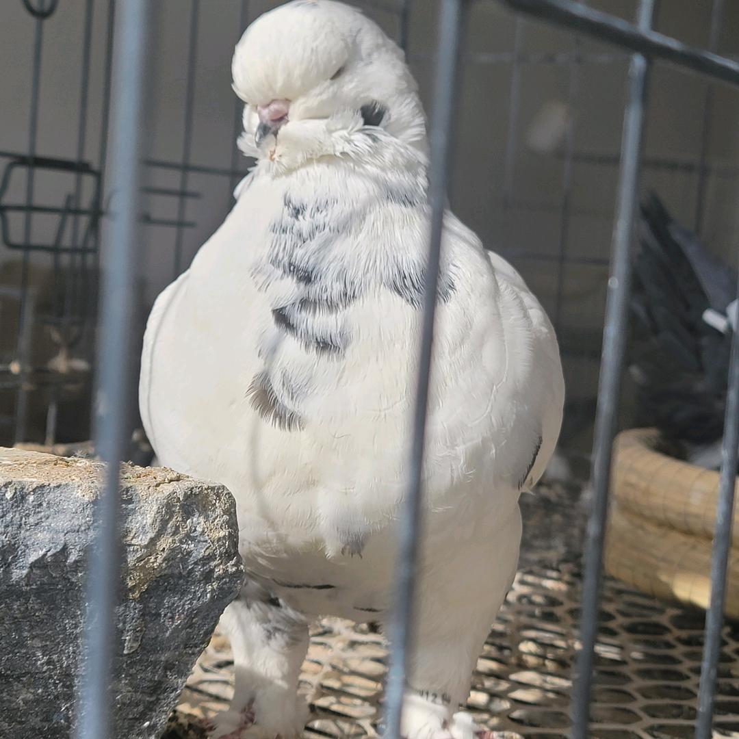 健宇圆环鸽✔业余爱好者