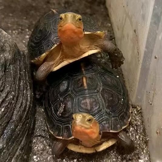 龟龟教美艳长老的小店