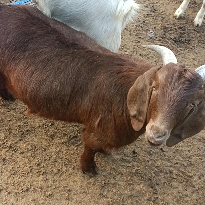 ……顺手牵羊🐑