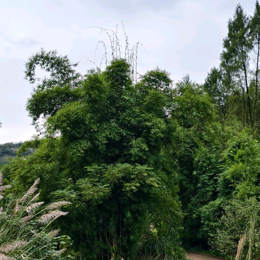 田田.圈🌙🔥🐇