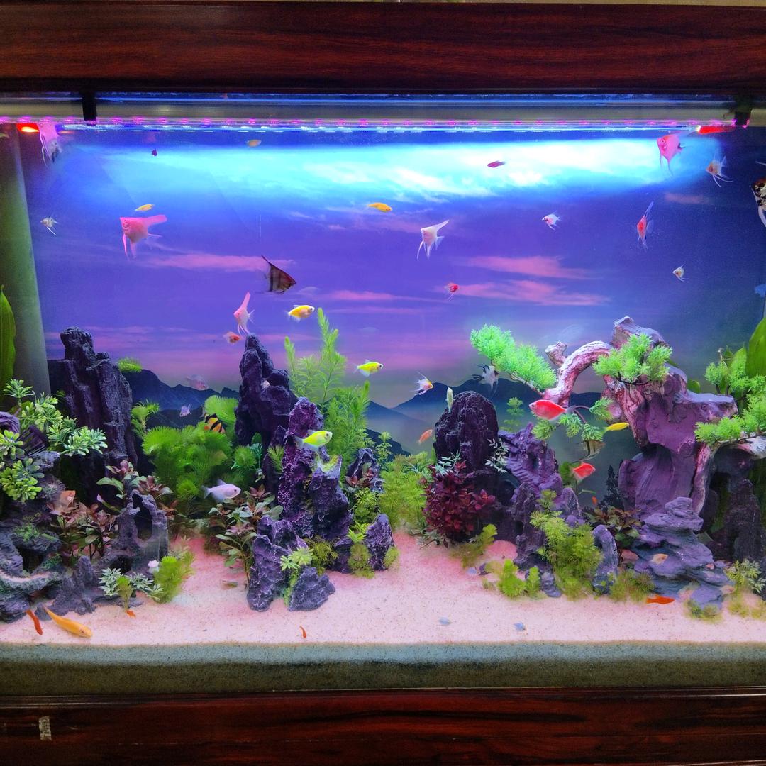 不会游泳的鱼🐟