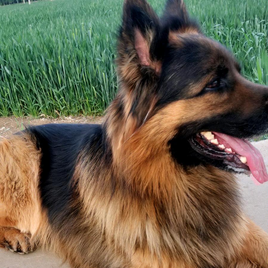 王奎犬舍