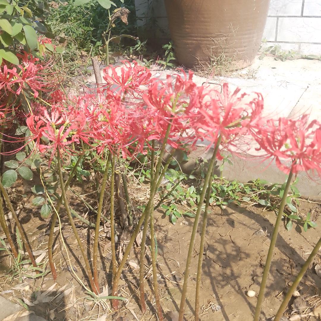 李所当然