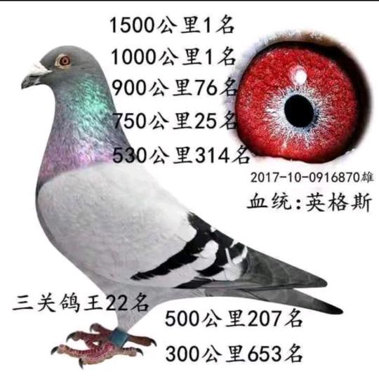 盛铭鸽业
