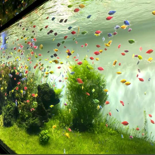 理想可期（📱）