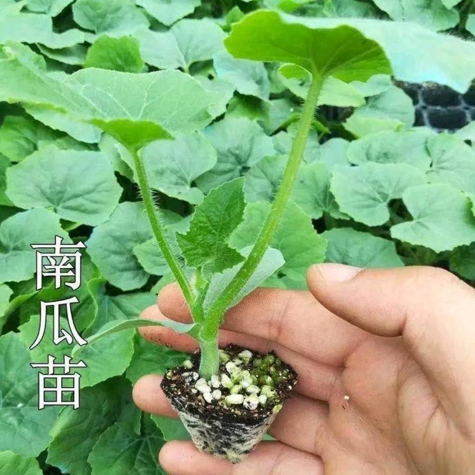 青青蔬菜园
