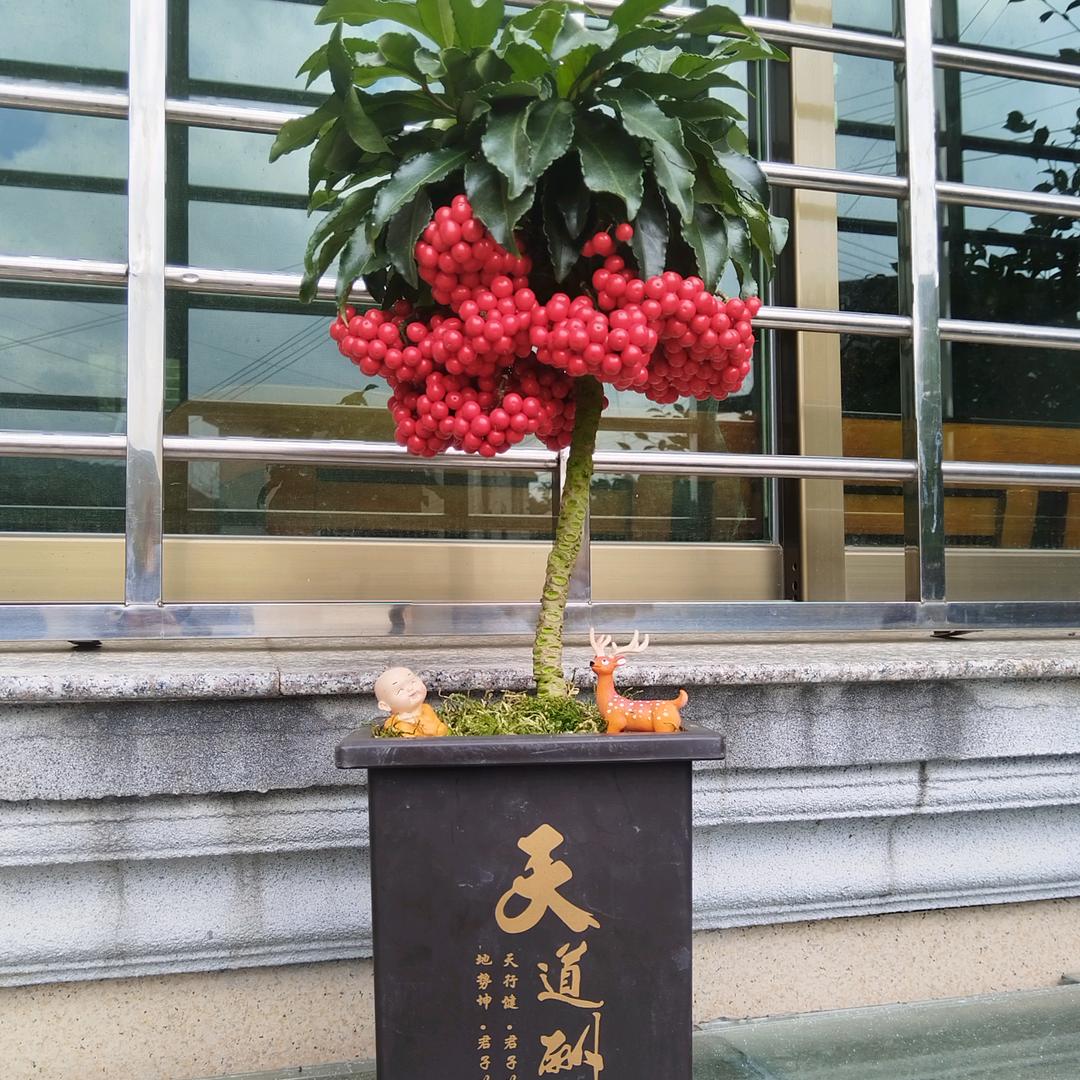 天天好心情富贵子直销