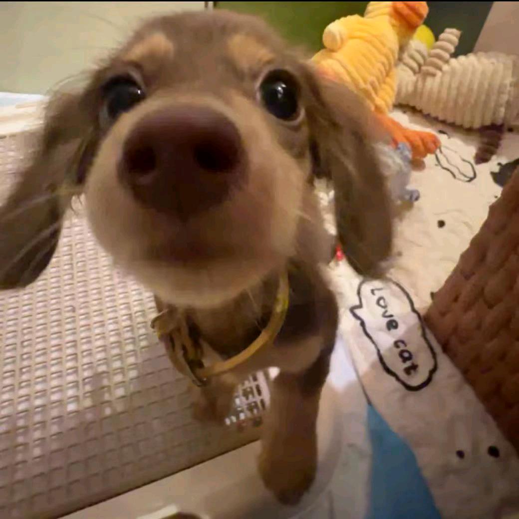 ^雅🐾