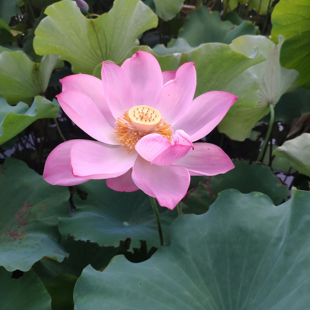 格子乛