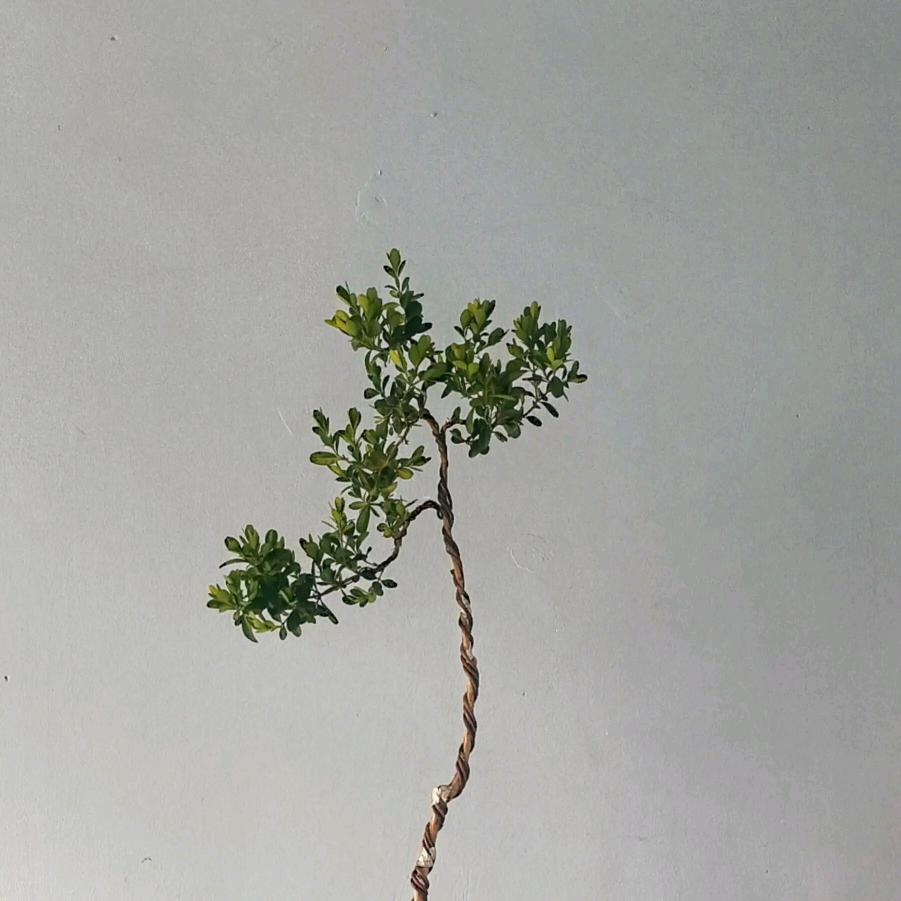 愿许秋风知我意