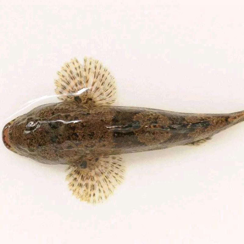 淡水萌鲨养殖（大型虎头鲨养殖基地）