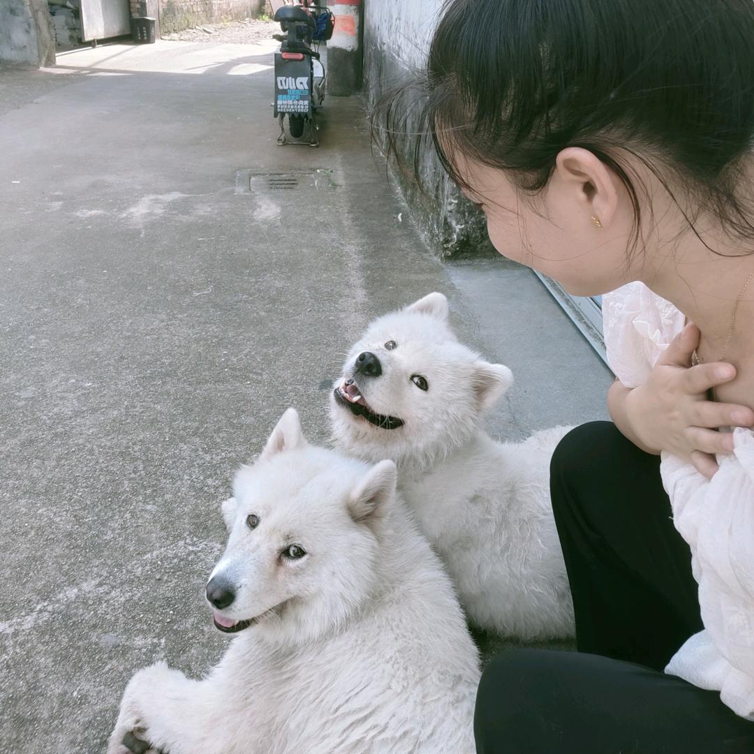 米修&米莱🐶️