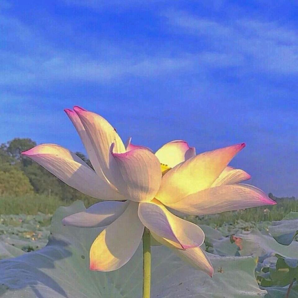 岁月静好(✪▽✪)