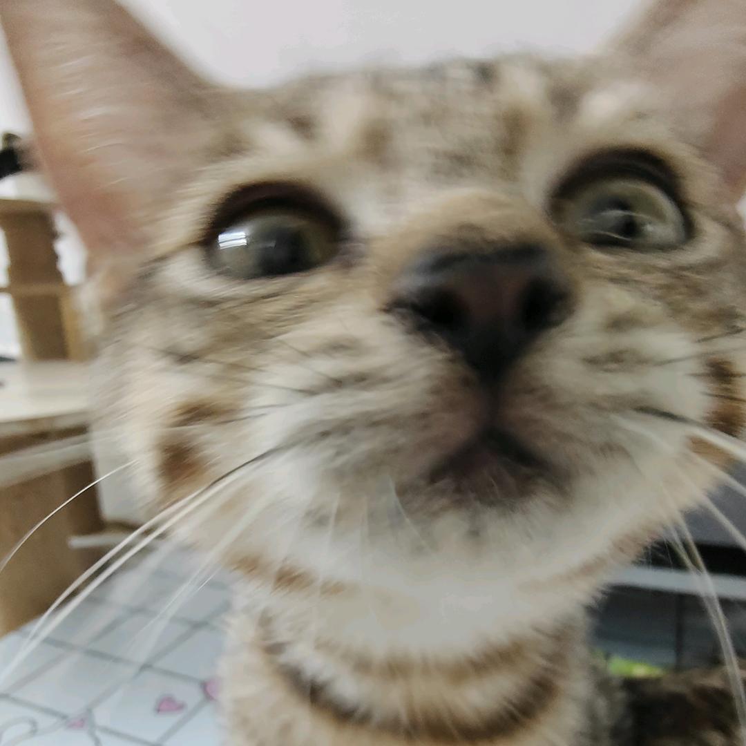 花臂小猫旋转跳跃飞踢大蟑螂