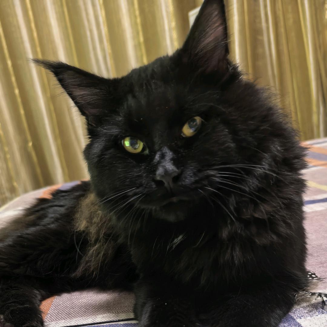 猫毛～🐈‍⬛🐈‍⬛