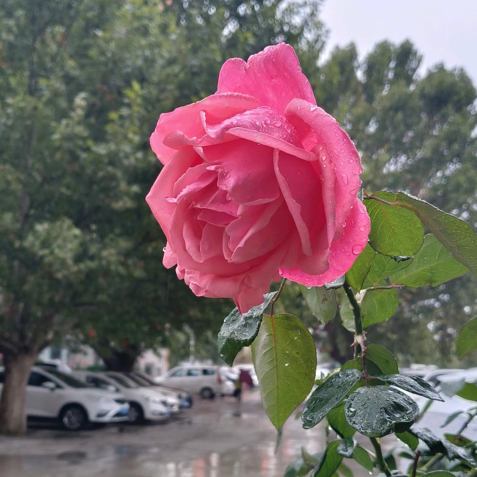 い╃白→菇凉ゝ