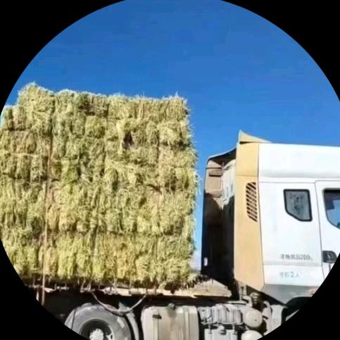 A牛羊牧草梁仁强