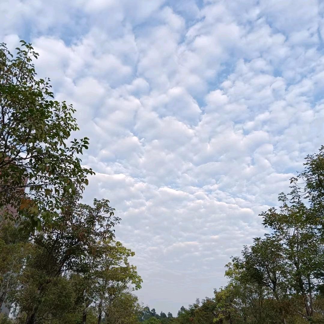公司招聘《东莞-麻涌镇》