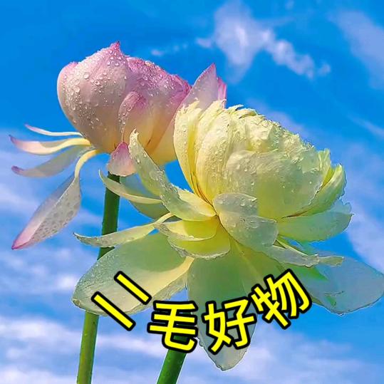 二毛好物