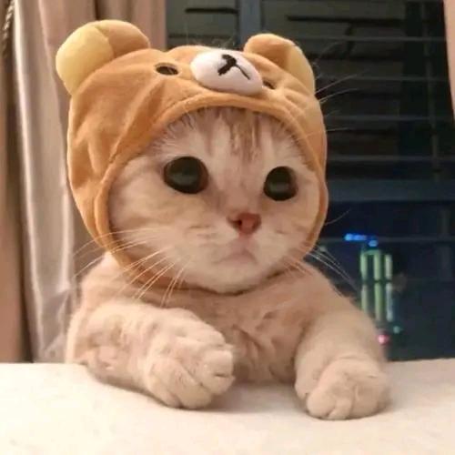 ᕙ( ¤ 〰熊 ¤ )ᕗ