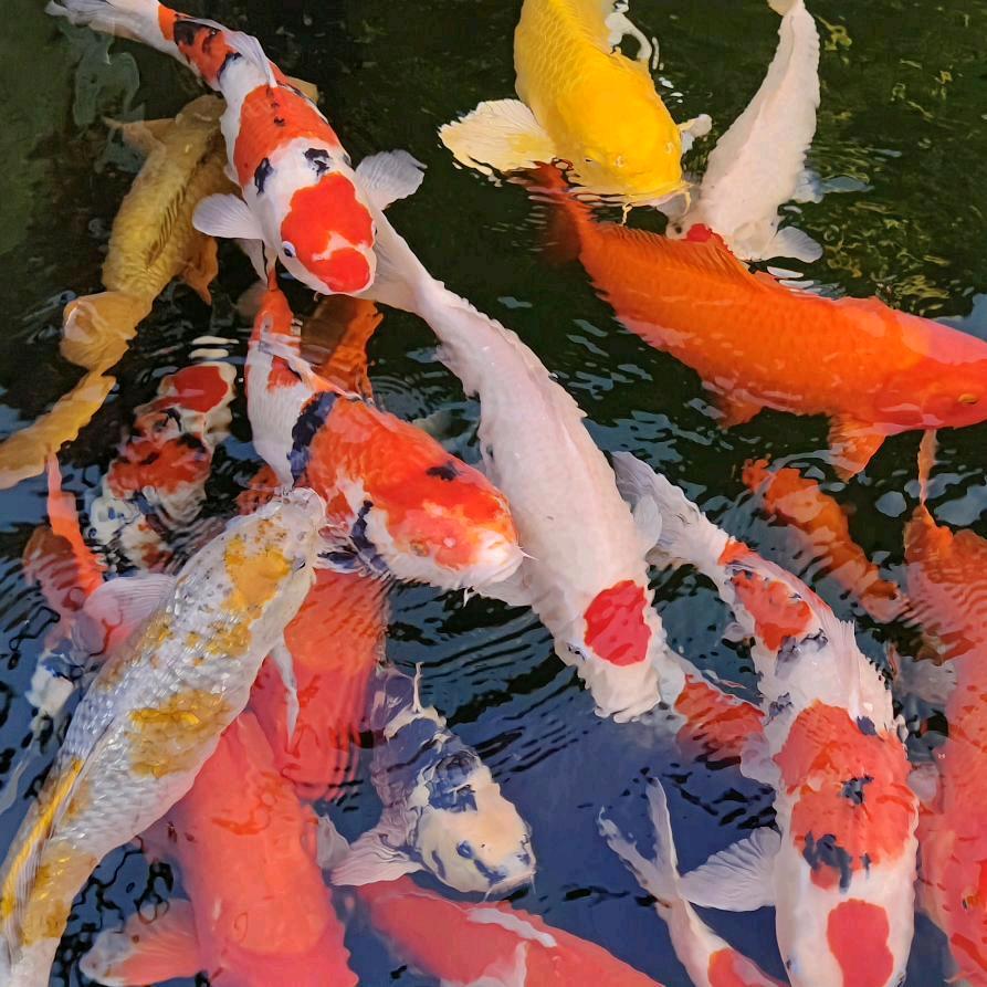 红豆