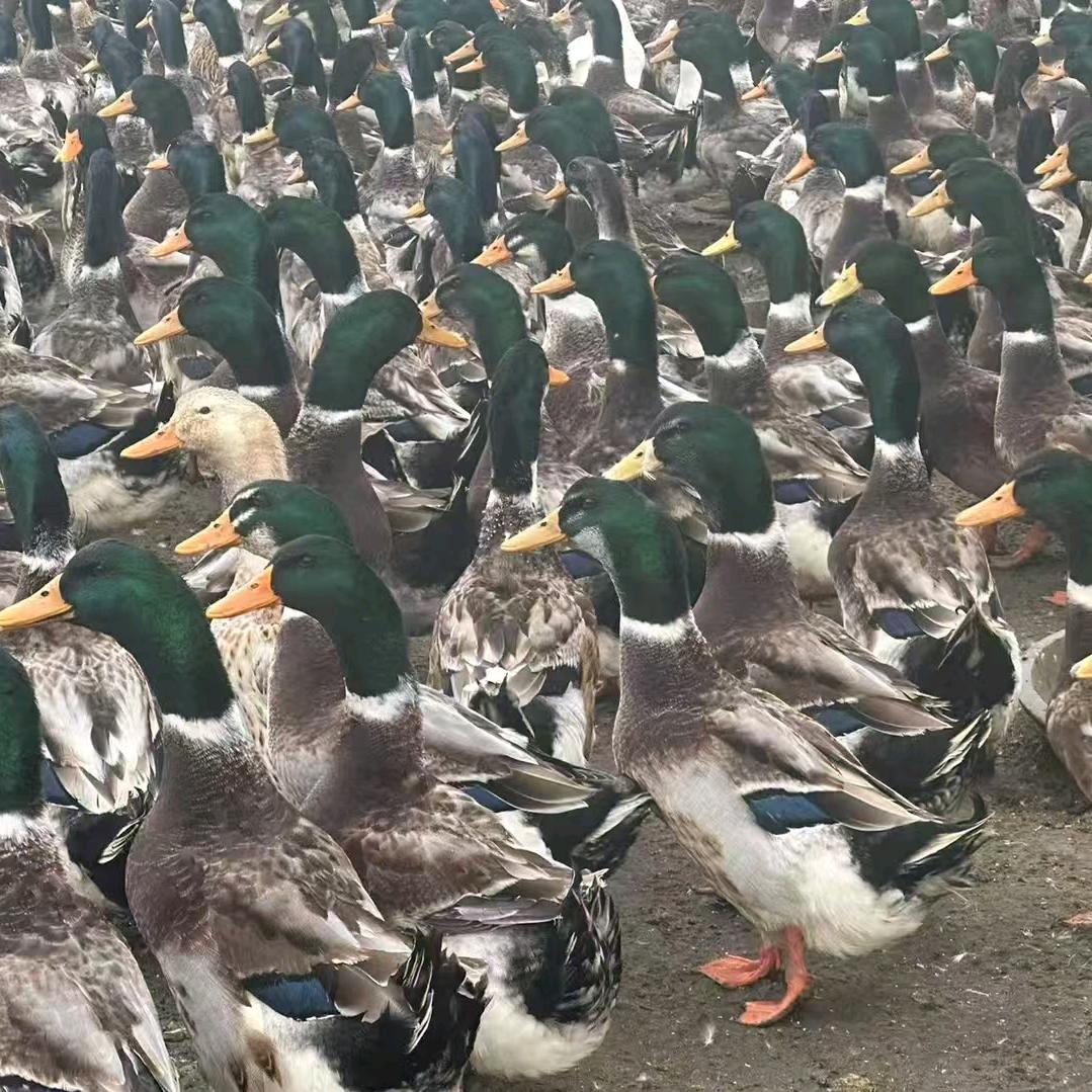 放养山塘鸭