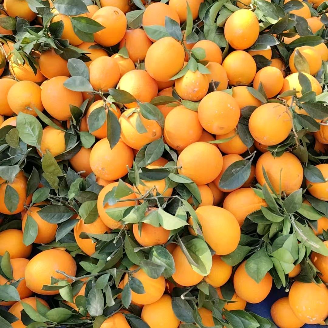 赣南脐橙凌