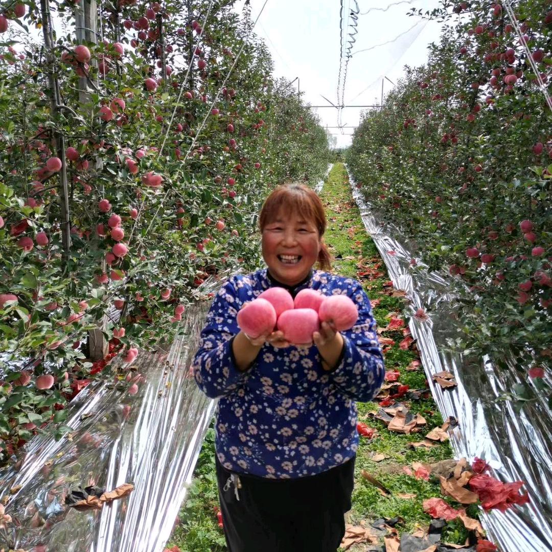 小郑家苹果,(福布拉丝苹果代收,代发)拒