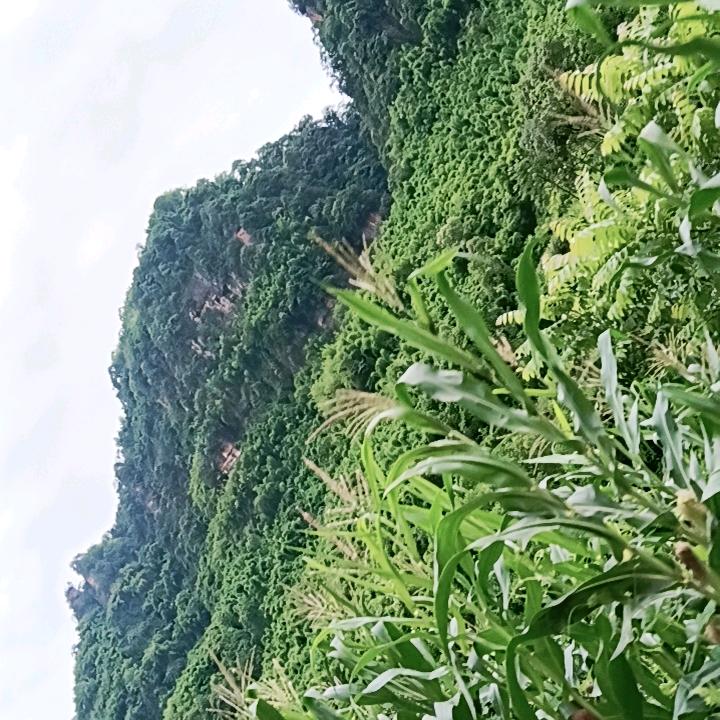 古