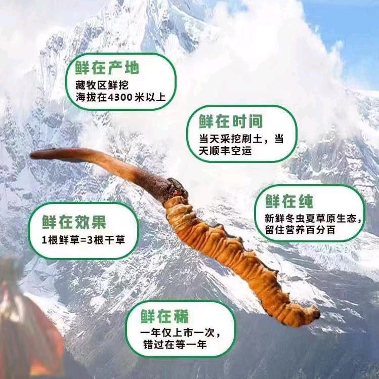 本总无忧无虑