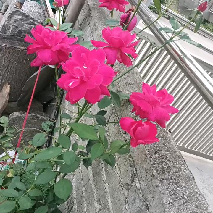 吴妈