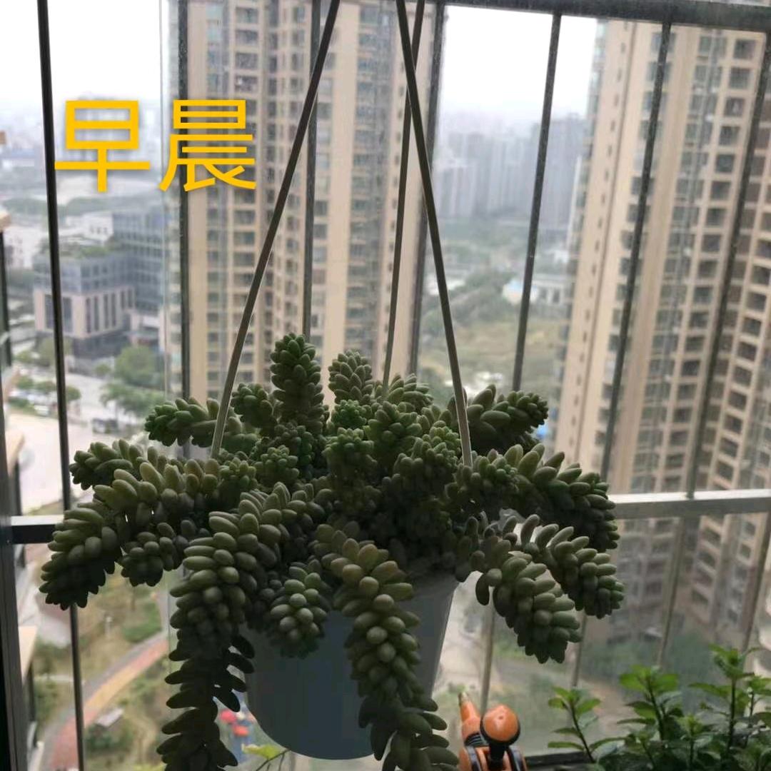 草头黄