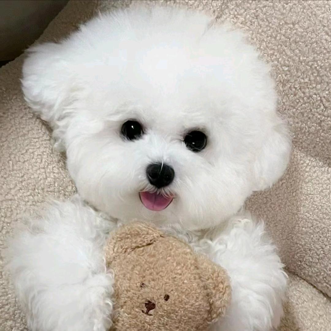 有才犬