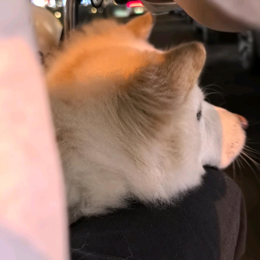 胆小狗🐕‍🦺