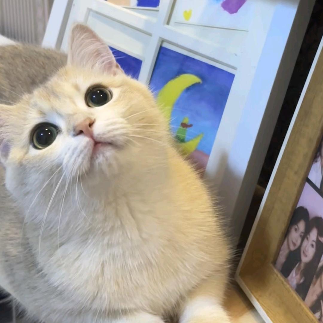 七喜铲铲的铲屎官