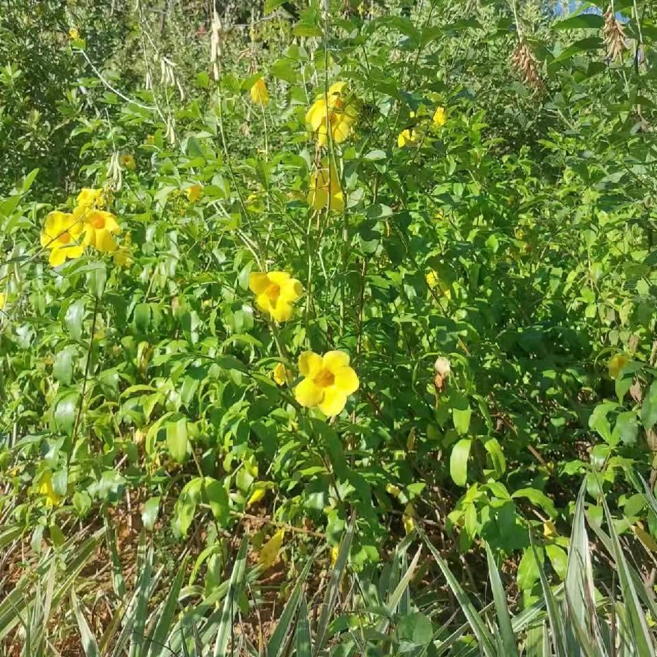 风语者好物分享